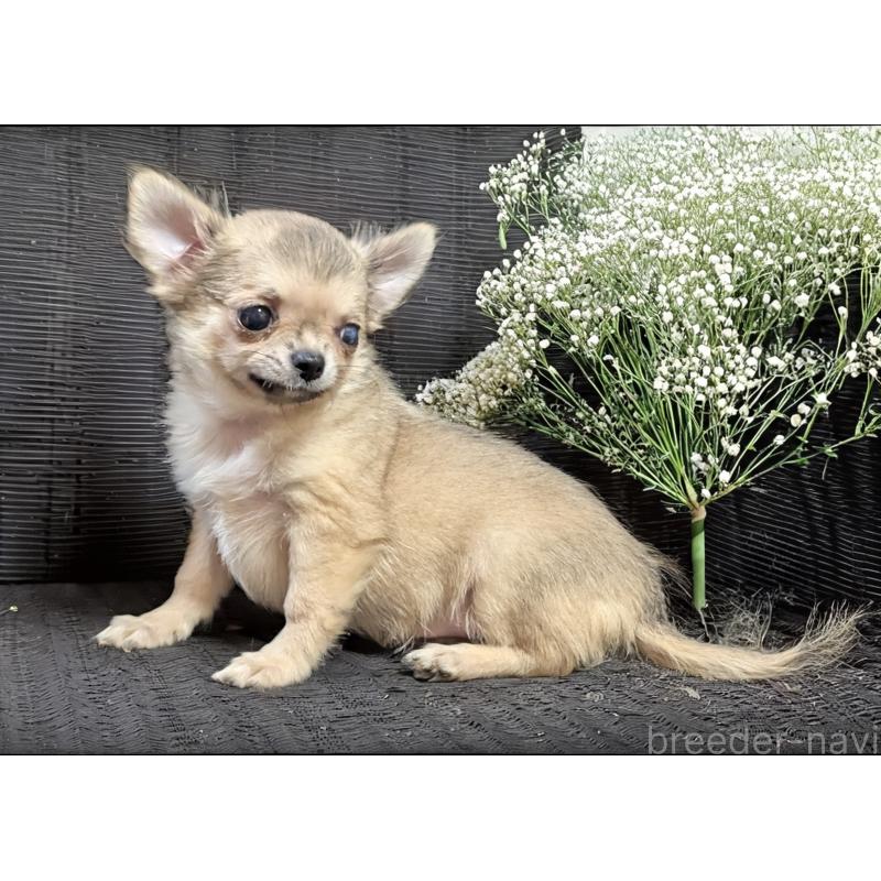 販売中の静岡県のチワワ(ロングコート)-428078の2枚目