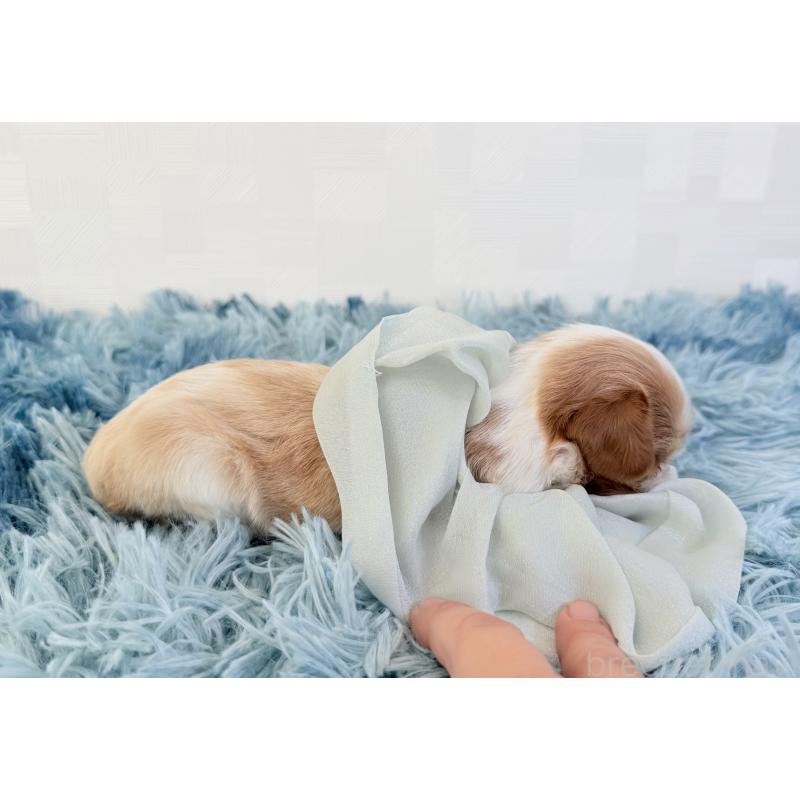 販売中の埼玉県のキャバリアキングチャールズスパニエル-428079の5枚目