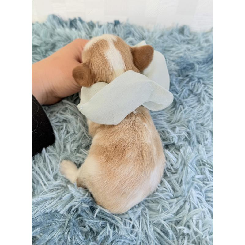 販売中の埼玉県のキャバリアキングチャールズスパニエル-428079の4枚目