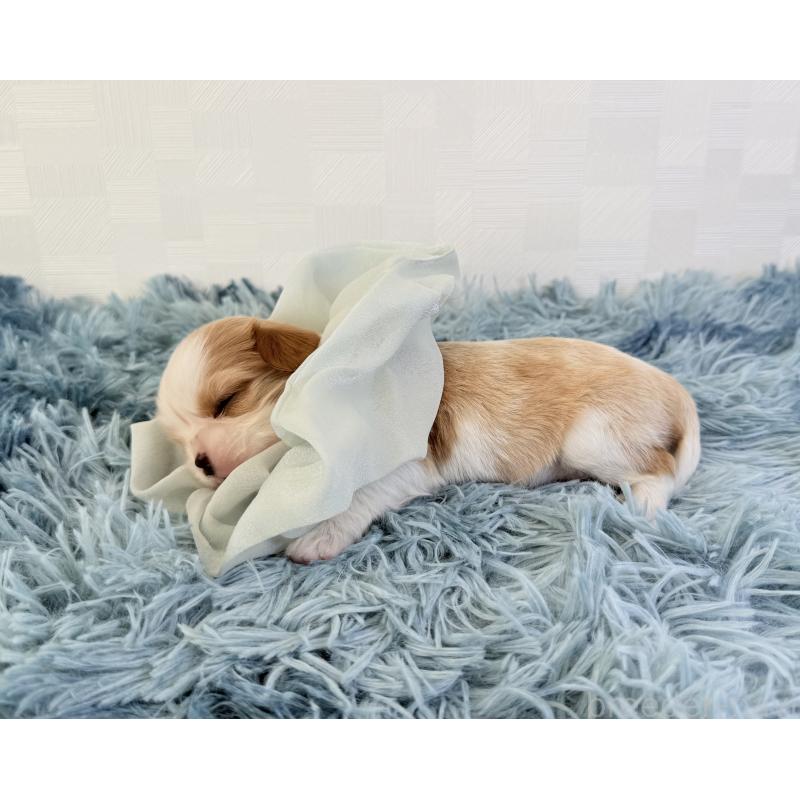 販売中の埼玉県のキャバリアキングチャールズスパニエル-428079の3枚目