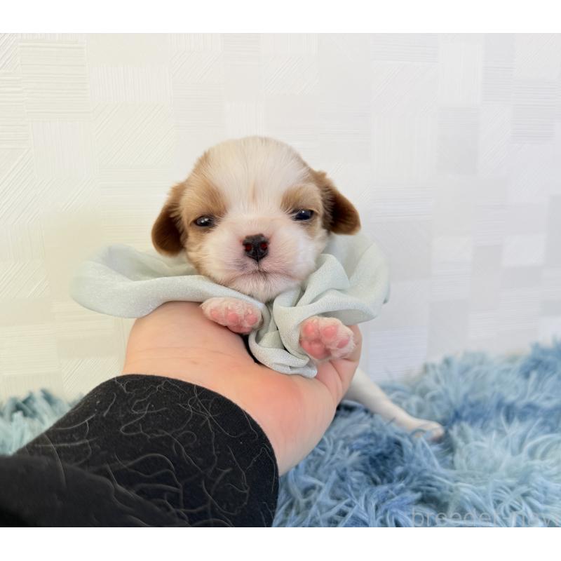 販売中の埼玉県のキャバリアキングチャールズスパニエル-428079の2枚目