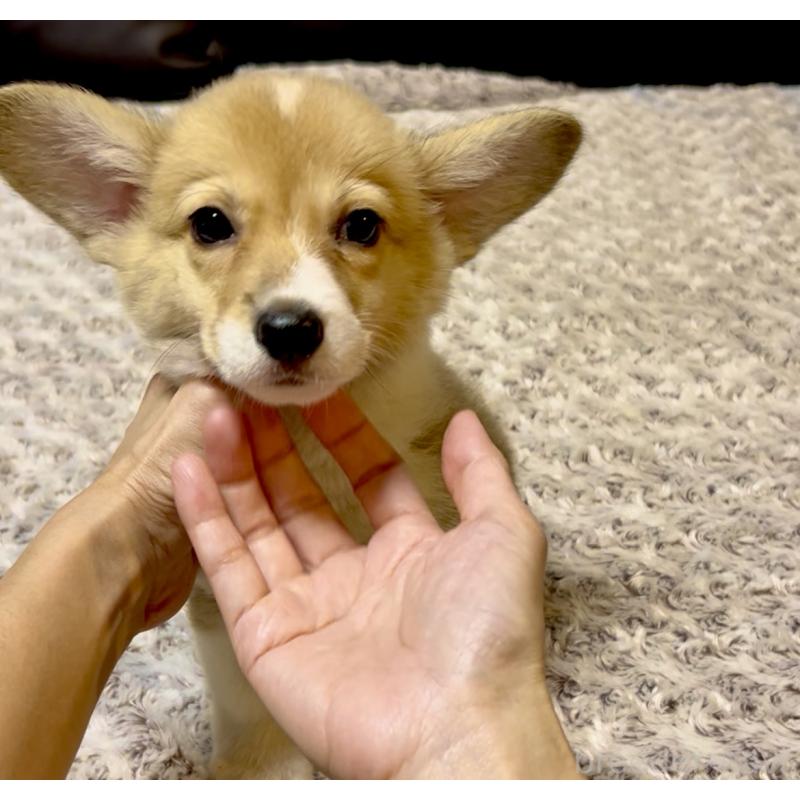 販売中の奈良県のウェルシュコーギーペンブローク-428080の6枚目