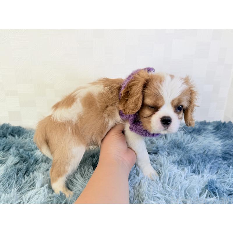 成約済の埼玉県のキャバリアキングチャールズスパニエル-423551の5枚目