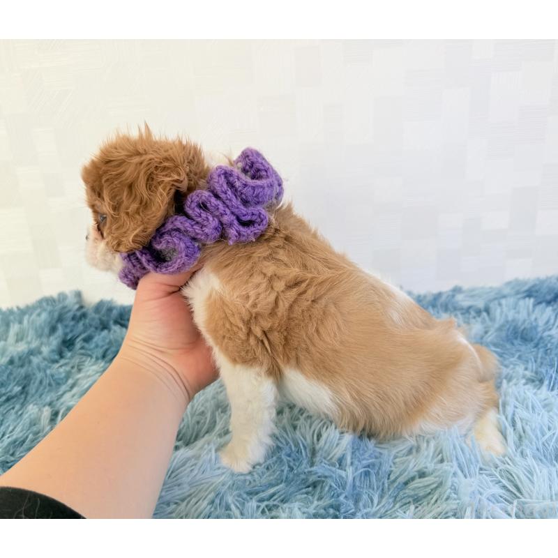 成約済の埼玉県のキャバリアキングチャールズスパニエル-423551の3枚目