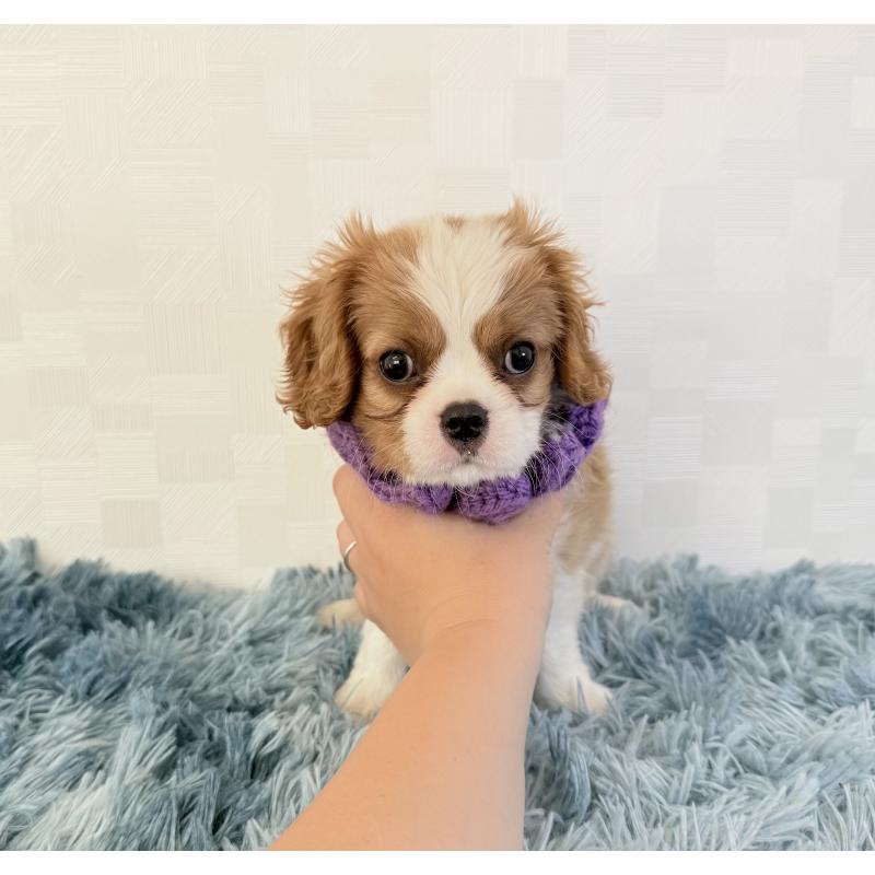 成約済の埼玉県のキャバリアキングチャールズスパニエル-423551の2枚目