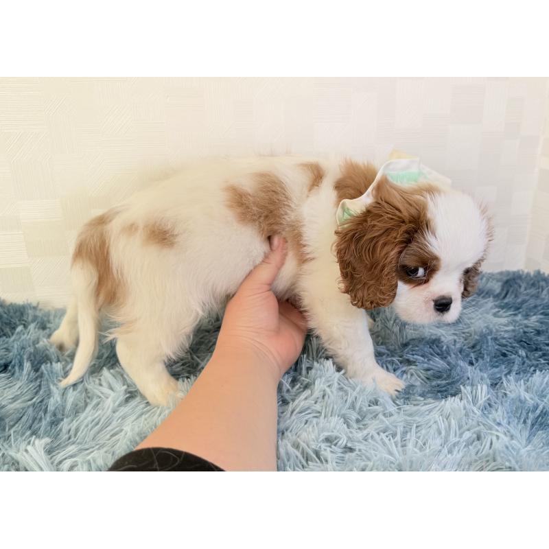 成約済の埼玉県のキャバリアキングチャールズスパニエル-421885の5枚目