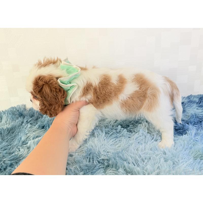 成約済の埼玉県のキャバリアキングチャールズスパニエル-421885の3枚目