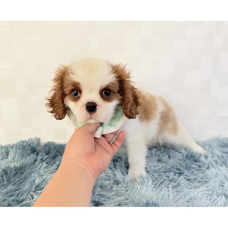 成約済の埼玉県のキャバリアキングチャールズスパニエル-421885の2枚目