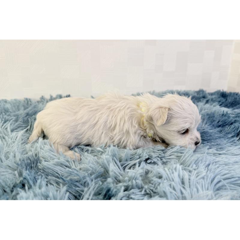 成約済の埼玉県のマルチーズ-426483の5枚目