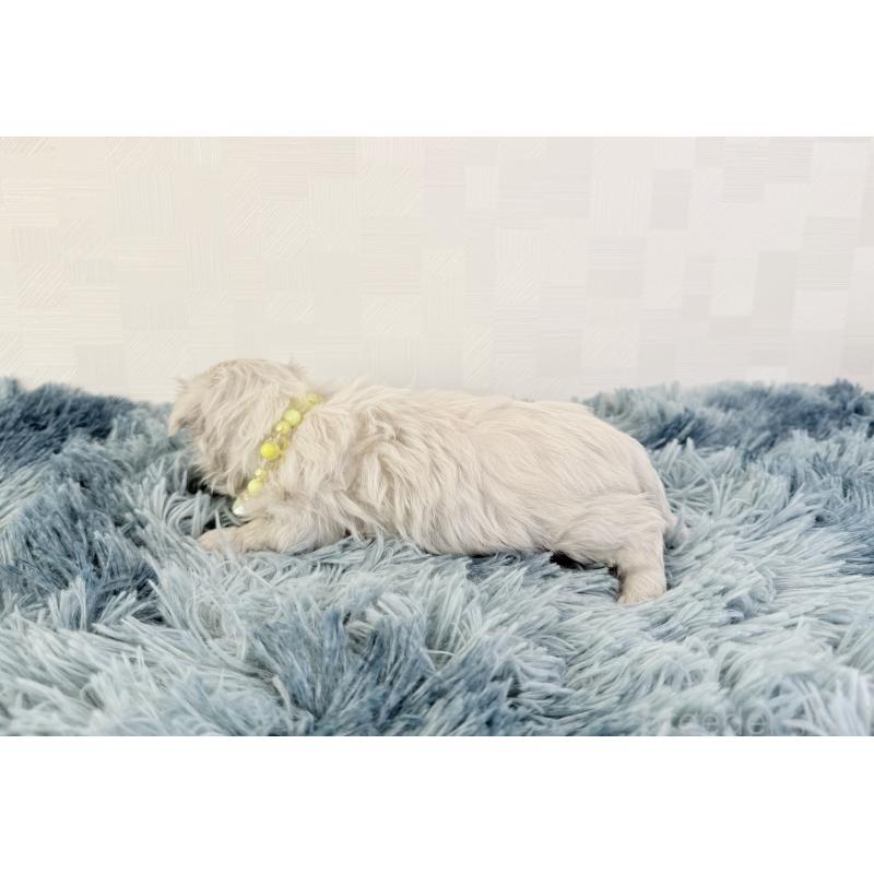 成約済の埼玉県のマルチーズ-426483の3枚目