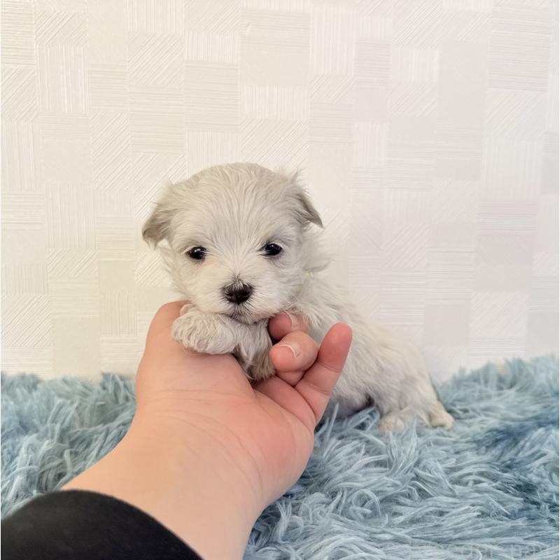 成約済の埼玉県のマルチーズ-426483の2枚目