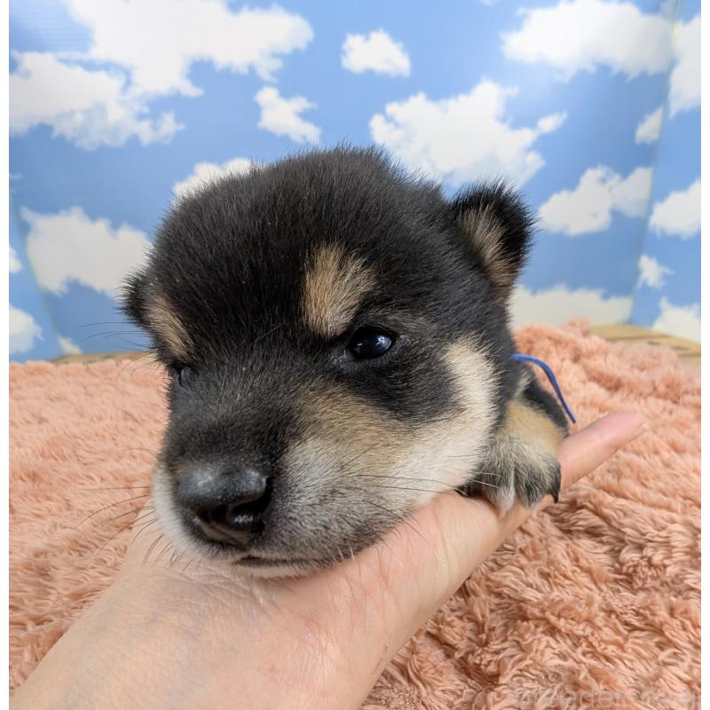 販売中の岐阜県の豆柴-427881の6枚目