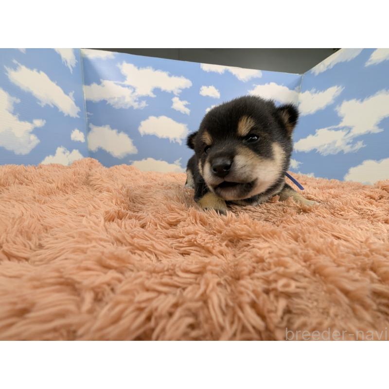 販売中の岐阜県の豆柴-427881の5枚目