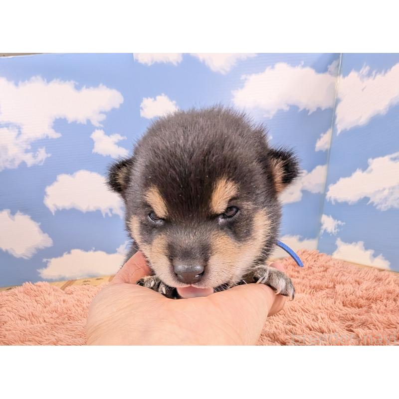 販売中の岐阜県の豆柴-427881の2枚目