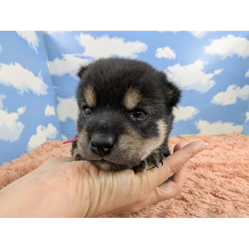 販売中の岐阜県の豆柴-424347