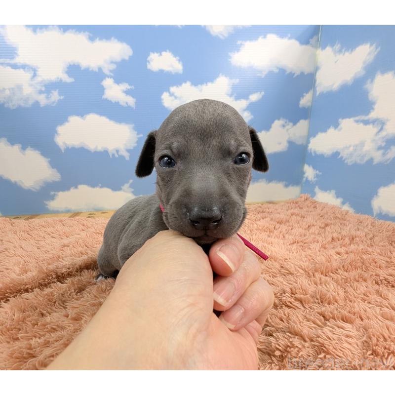 販売中の岐阜県のイタリアングレーハウンド(イタグレ)-424345