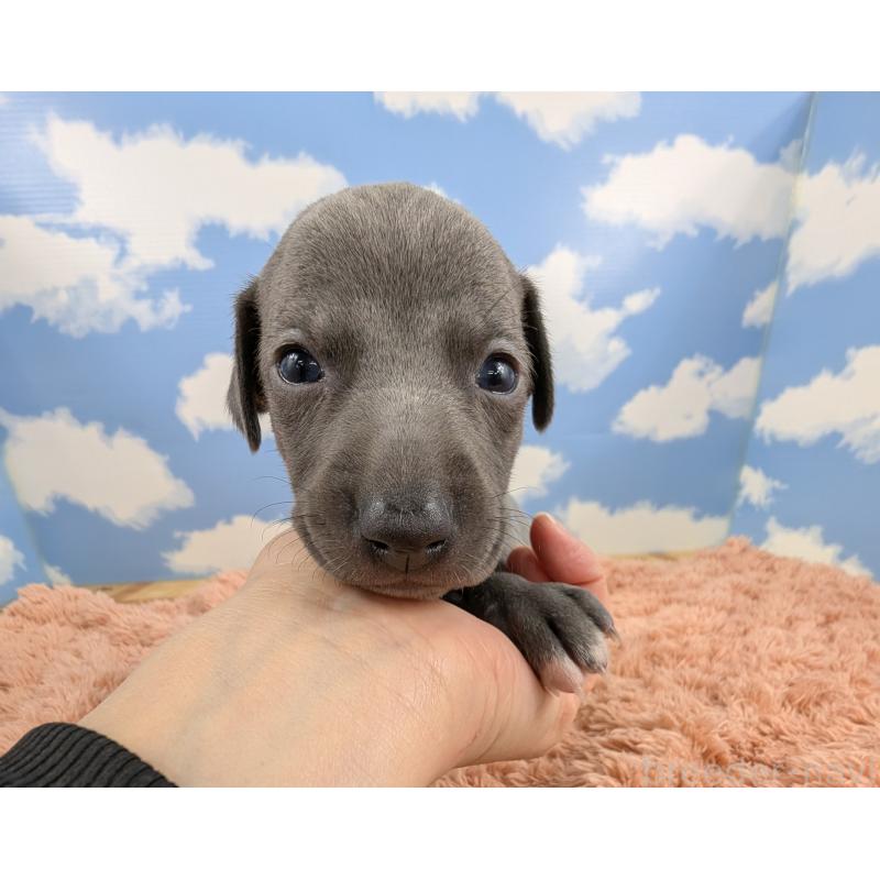 販売中の岐阜県のイタリアングレーハウンド(イタグレ)-427883