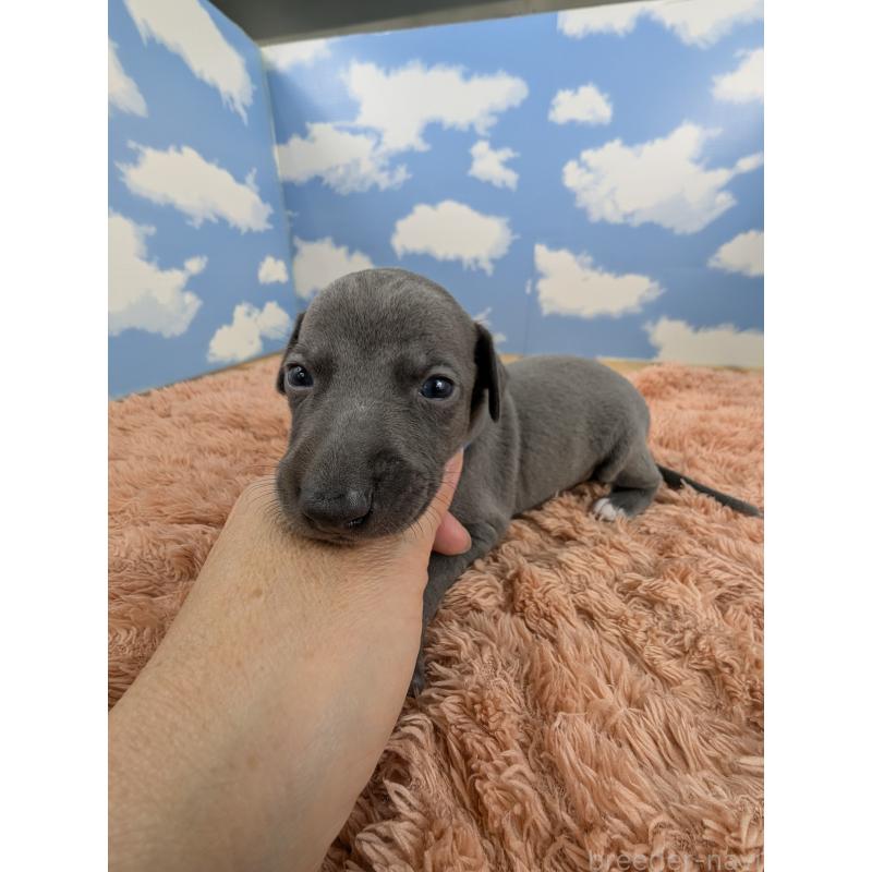 販売中の岐阜県のイタリアングレーハウンド(イタグレ)-427883の6枚目