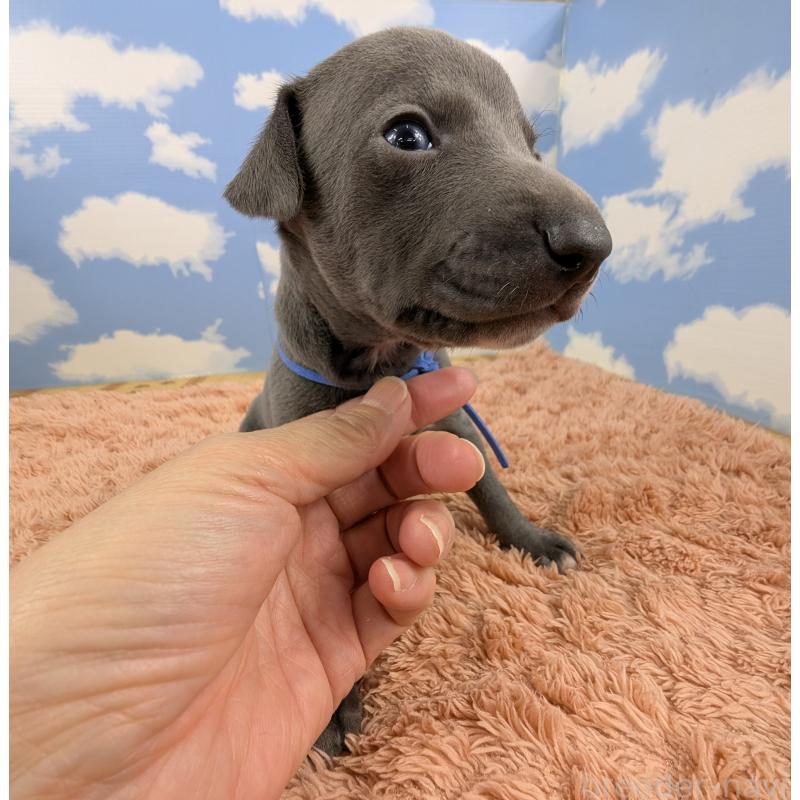 販売中の岐阜県のイタリアングレーハウンド(イタグレ)-427883の5枚目