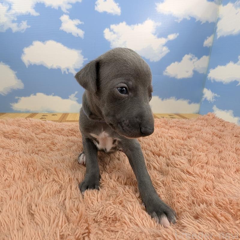 販売中の岐阜県のイタリアングレーハウンド(イタグレ)-427883の4枚目