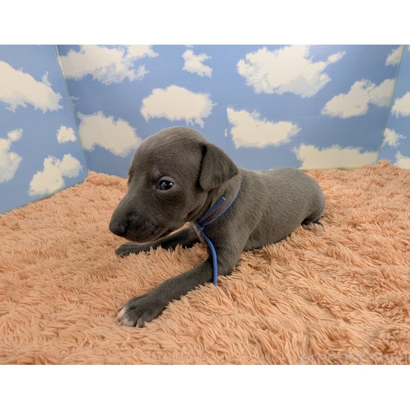 販売中の岐阜県のイタリアングレーハウンド(イタグレ)-427883の3枚目