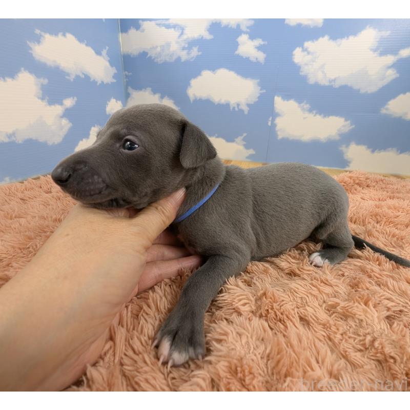 販売中の岐阜県のイタリアングレーハウンド(イタグレ)-427883の2枚目