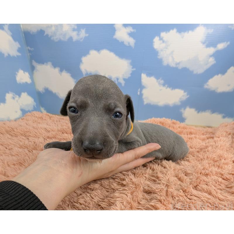 販売中の岐阜県のイタリアングレーハウンド(イタグレ)-427884の1枚目