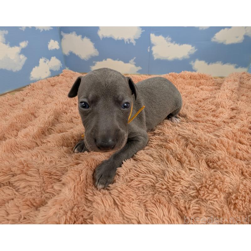 販売中の岐阜県のイタリアングレーハウンド(イタグレ)-427884の6枚目