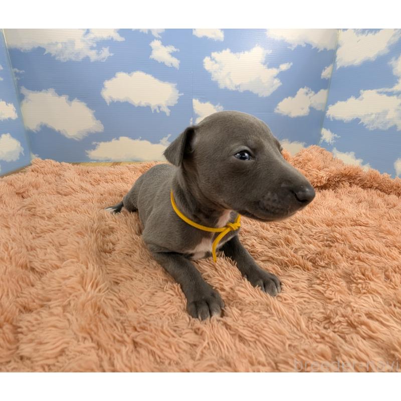 販売中の岐阜県のイタリアングレーハウンド(イタグレ)-427884の5枚目