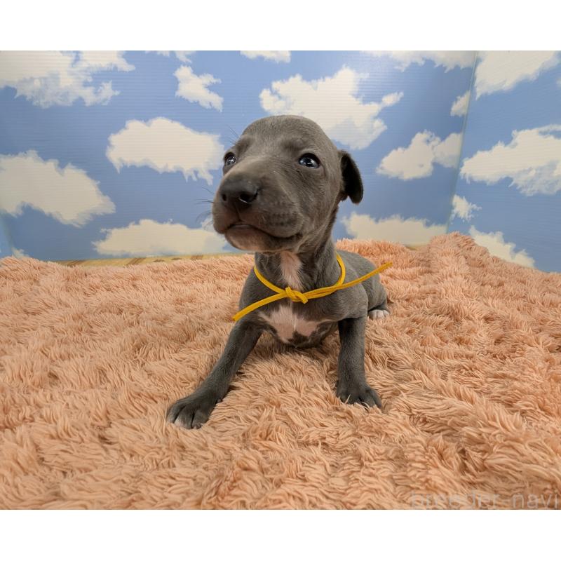 販売中の岐阜県のイタリアングレーハウンド(イタグレ)-427884の4枚目