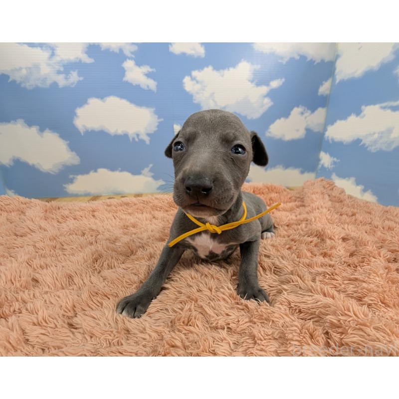 販売中の岐阜県のイタリアングレーハウンド(イタグレ)-427884の3枚目