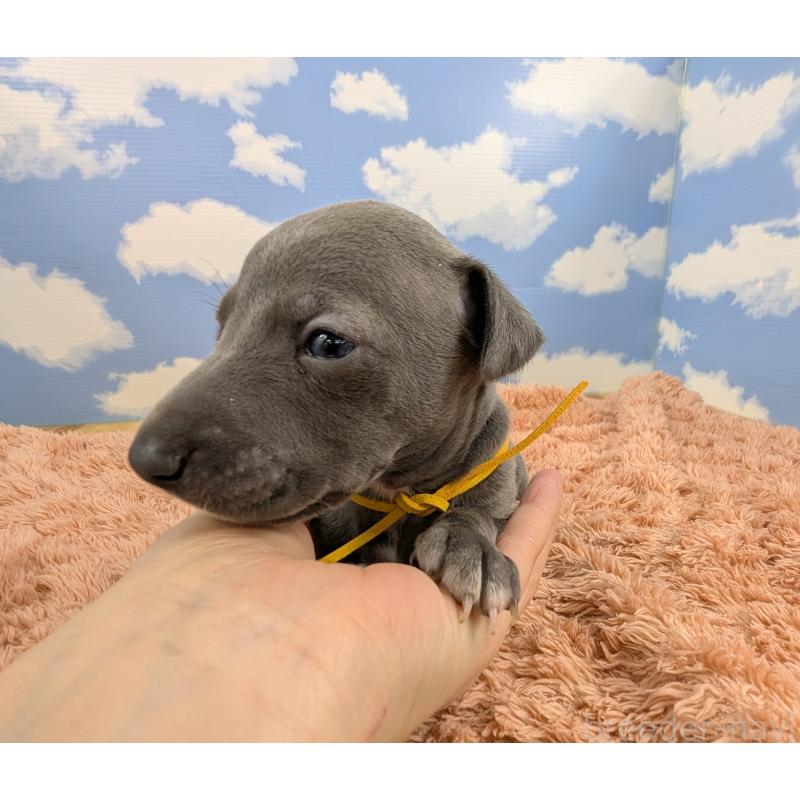 販売中の岐阜県のイタリアングレーハウンド(イタグレ)-427884の2枚目