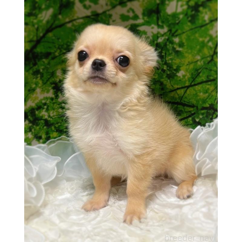 販売中の広島県のチワワ(ロングコート)-427888の8枚目