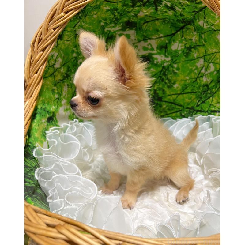 販売中の広島県のチワワ(ロングコート)-427888の6枚目