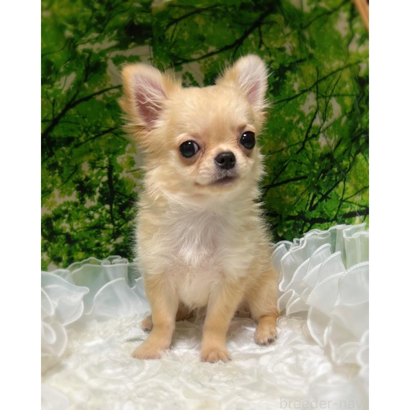 販売中の広島県のチワワ(ロングコート)-427888の4枚目