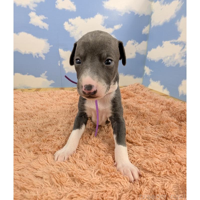 販売中の岐阜県のイタリアングレーハウンド(イタグレ)-427885