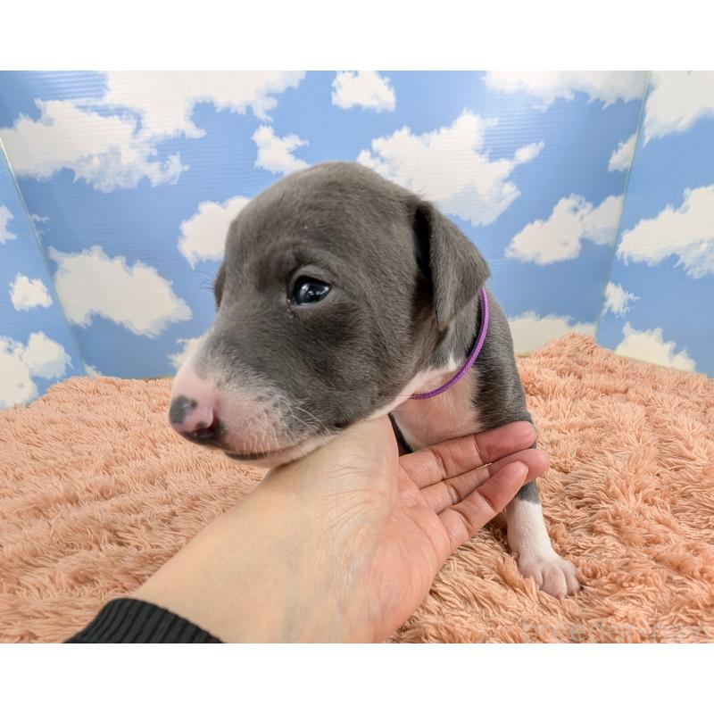 販売中の岐阜県のイタリアングレーハウンド(イタグレ)-427885の6枚目