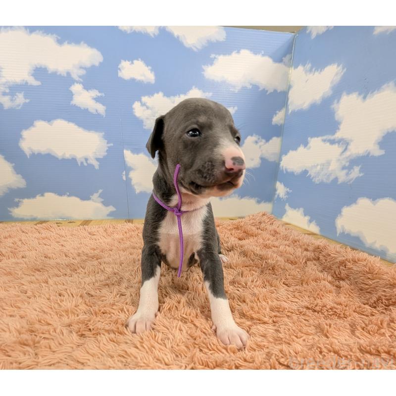 販売中の岐阜県のイタリアングレーハウンド(イタグレ)-427885の5枚目