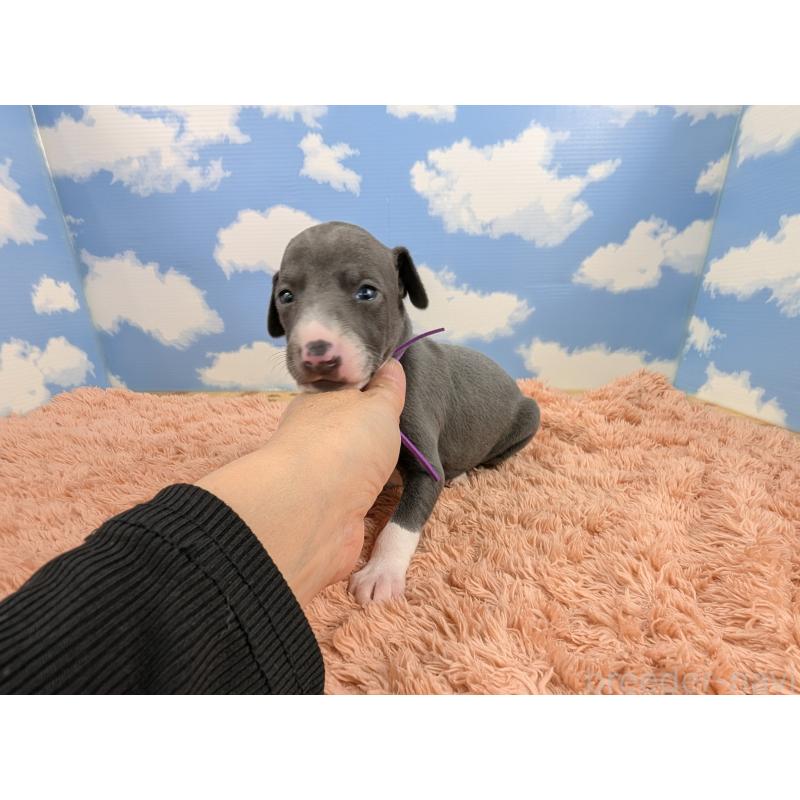 販売中の岐阜県のイタリアングレーハウンド(イタグレ)-427885の4枚目