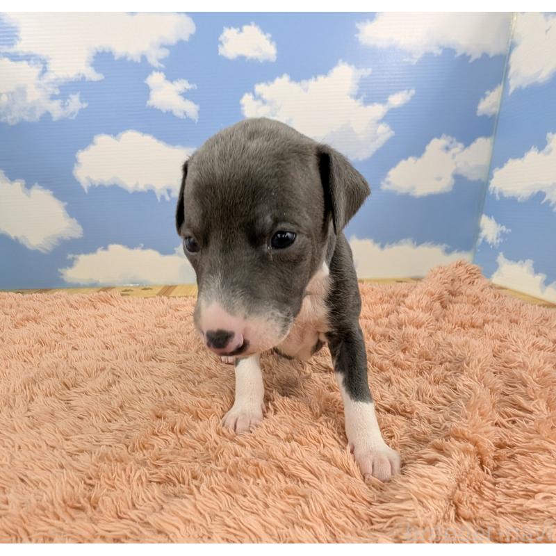 販売中の岐阜県のイタリアングレーハウンド(イタグレ)-427885の3枚目