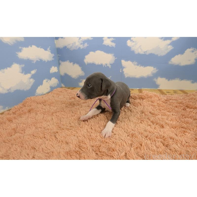 販売中の岐阜県のイタリアングレーハウンド(イタグレ)-427885の2枚目