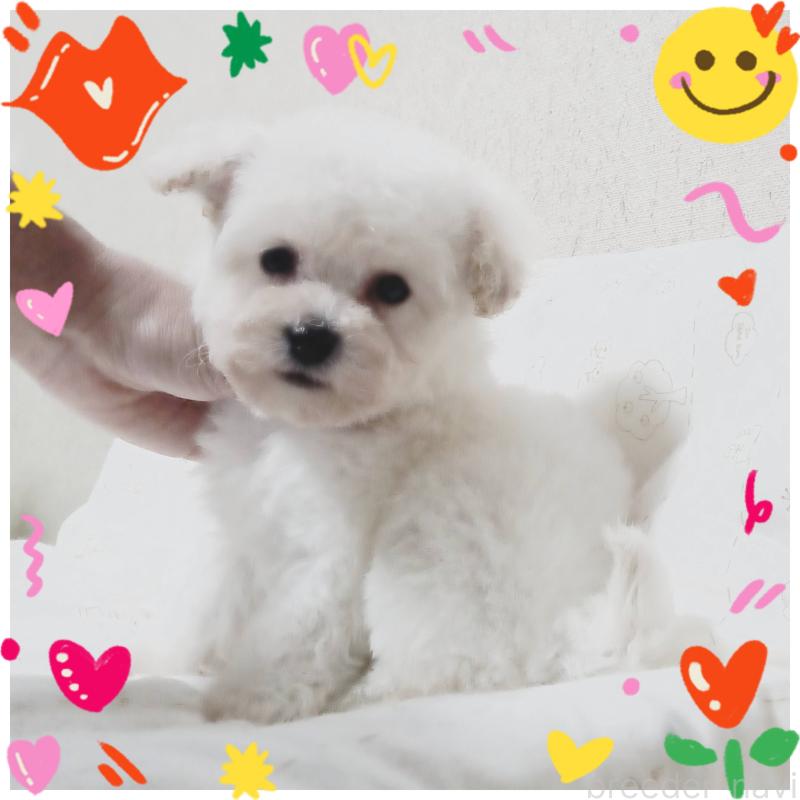 成約済の三重県のビションプー:ビションフリーゼ×トイプードル-427527の1枚目