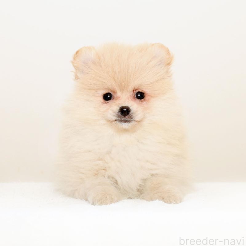 販売中の熊本県のポメラニアン-427889の1枚目