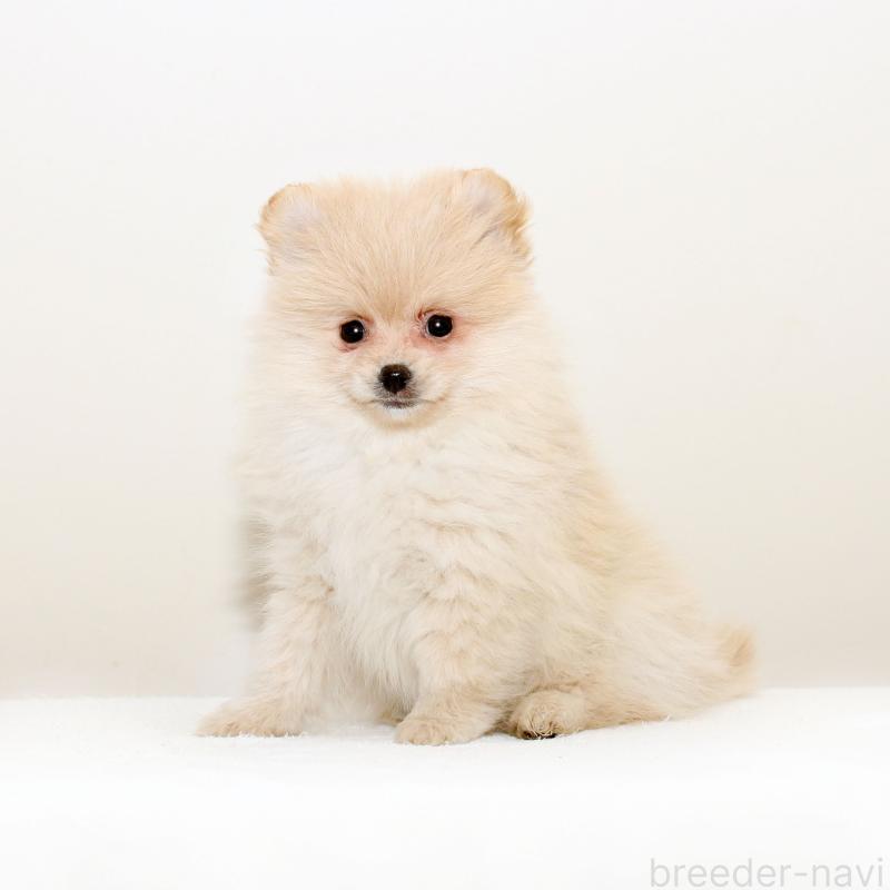 販売中の熊本県のポメラニアン-427889の3枚目