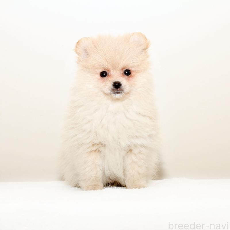 販売中の熊本県のポメラニアン-427889の2枚目