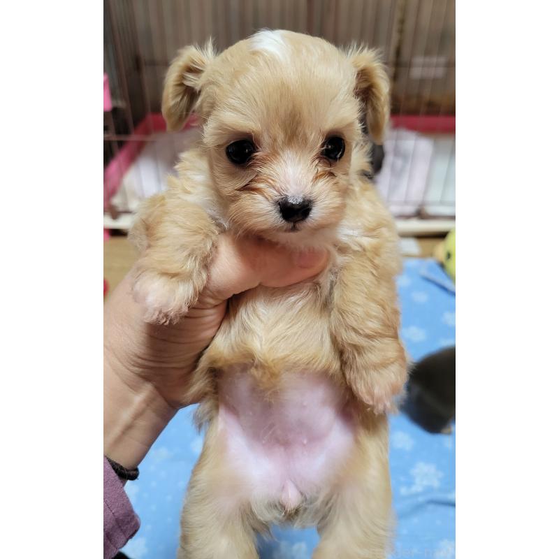 販売中の千葉県のチワプー:チワワ×トイプードル-427890の3枚目