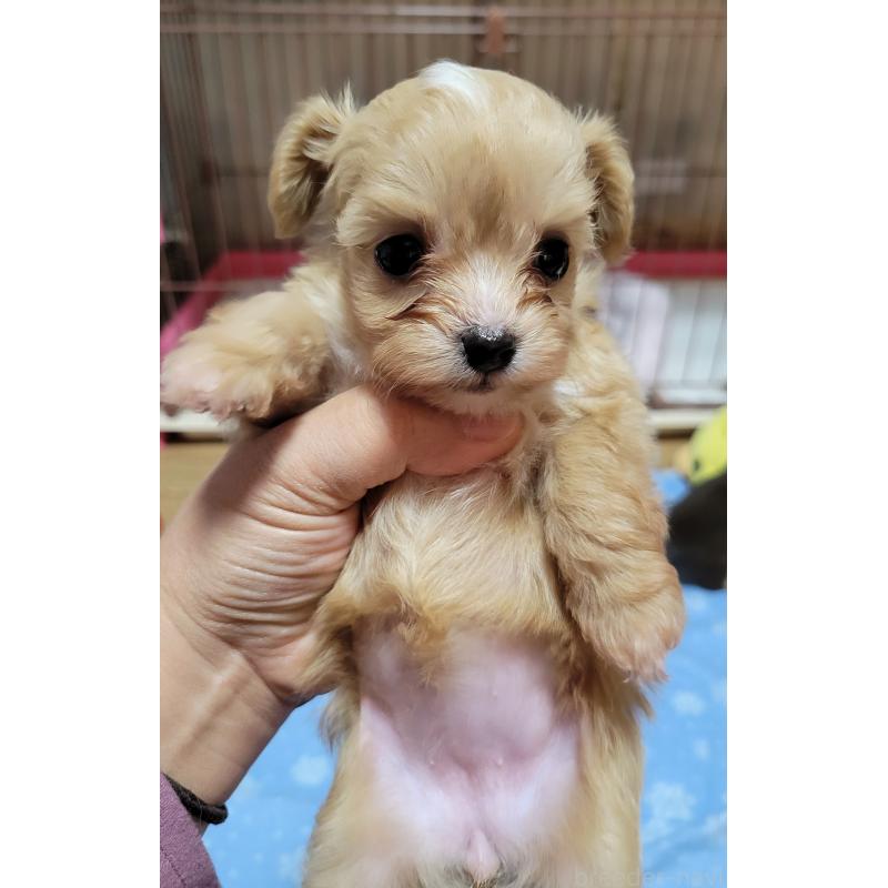 販売中の千葉県のチワプー:チワワ×トイプードル-427890の2枚目