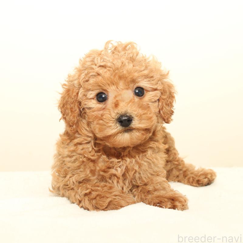 販売中の熊本県のマルプー:マルチーズ×トイプードル-427891の1枚目