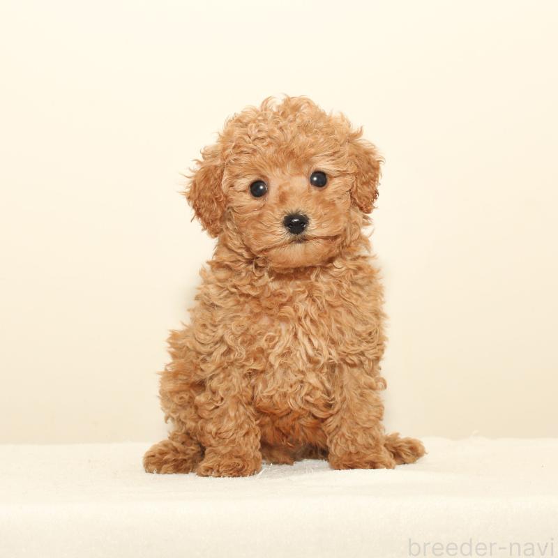 販売中の熊本県のマルプー:マルチーズ×トイプードル-427891の2枚目