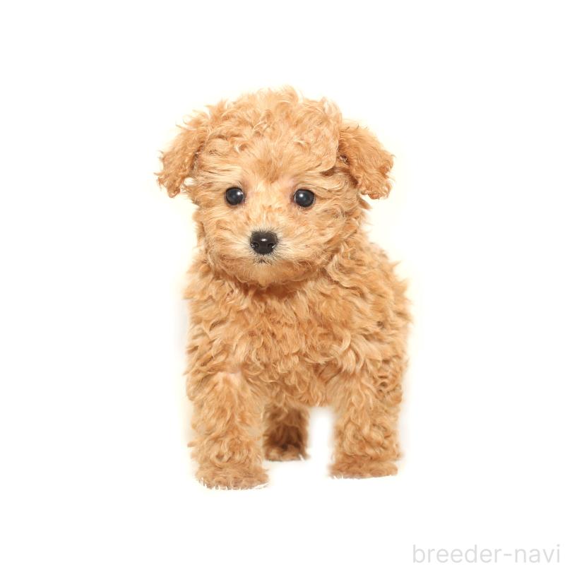 販売中の熊本県のマルプー:マルチーズ×トイプードル-427892の3枚目